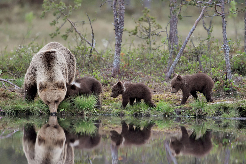 Finnországi medvecsalád. Fotó: AFP/Pierre Vernay